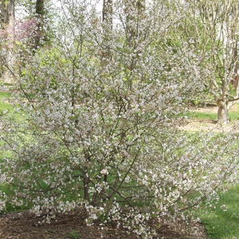 Prunus x 'Hally Jolivette' (035664)