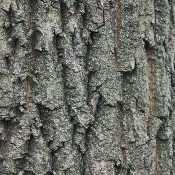 Quercus acutissima '' (035769)
