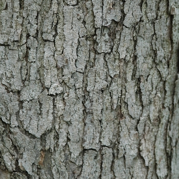 Quercus alba '' (035774)