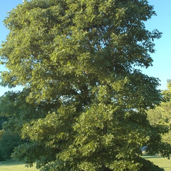 Quercus alba '' (035775)