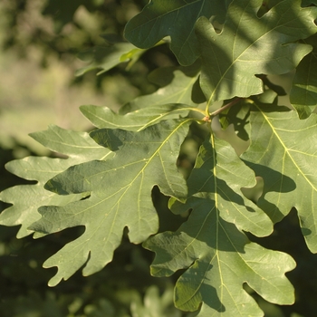 Quercus alba '' (035776)