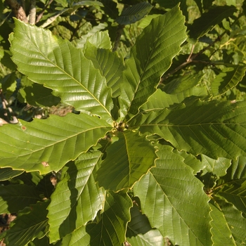 Quercus aliena '' (035780)