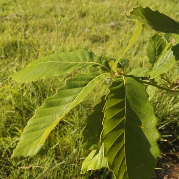 Quercus aliena '' (035781)