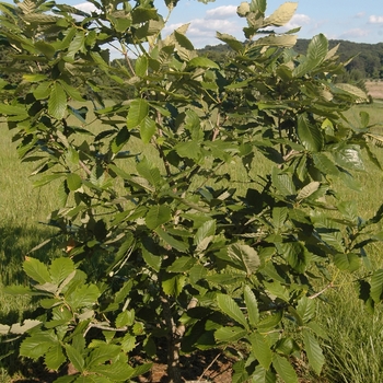 Quercus aliena '' (035782)