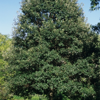 Quercus bicolor '' (035784)