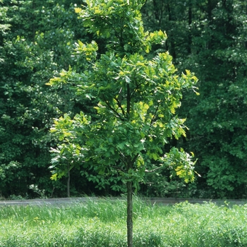 Quercus bicolor '' (035785)