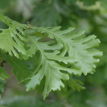 Quercus frainetto 'Forest Green®' (035791)