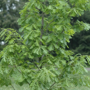 Quercus frainetto 'Forest Green®' (035792)