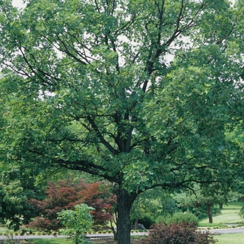 Quercus macrocarpa '' (035794)