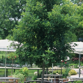 Quercus macrocarpa '' (035797)