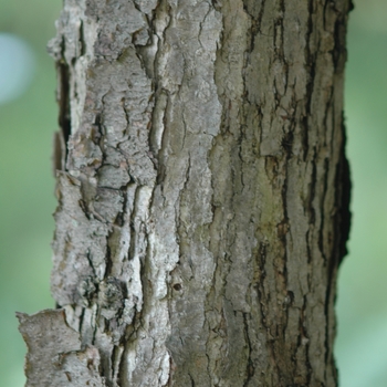 Quercus muehlenbergii '' (035798)
