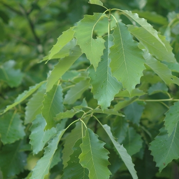 Quercus muehlenbergii '' (035799)