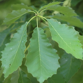 Quercus muehlenbergii '' (035800)