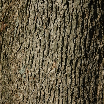 Quercus muehlenbergii '' (035801)