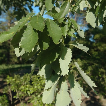 Quercus muehlenbergii '' (035802)