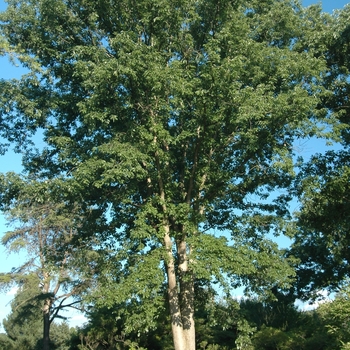 Quercus muehlenbergii '' (035803)
