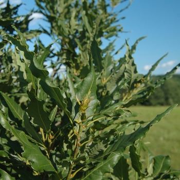 Quercus petraea 'Mespilifolia' (035816)