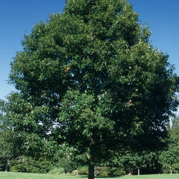 Quercus rubra '' (035835)