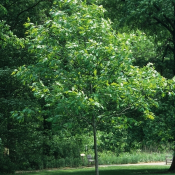 Quercus rubra '' (035836)