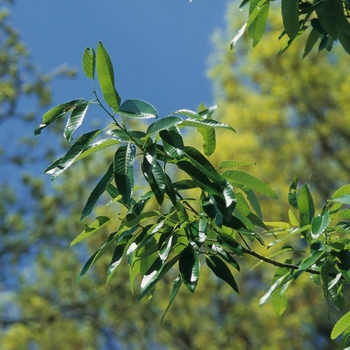 Quercus uariabilis '' (035839)