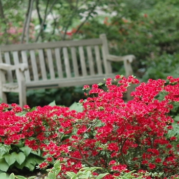 Rhododendron Kurume Hybrid 'Hino-Crimson' (035853)
