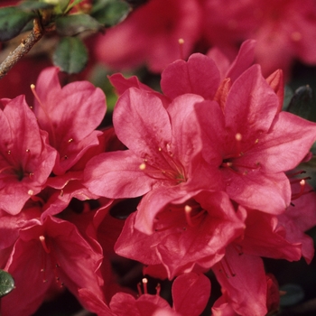 Rhododendron Kurume hybrid 'Hinode-giri' (035857)