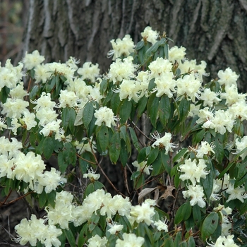 Rhododendron 'Yaku Fairy' (035859)