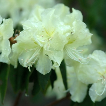 Rhododendron 'Yaku Fairy' (035860)