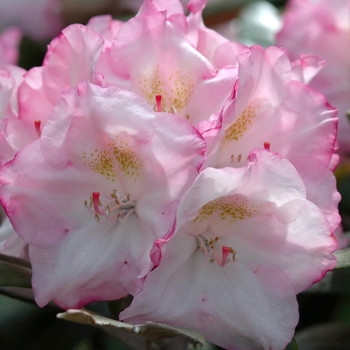 Rhododendron yakushimanum 'Ken Janeck' (035863)