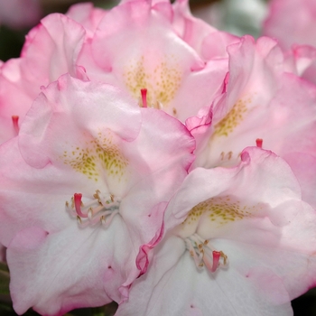 Rhododendron yakushimanum 'Ken Janeck' (035864)