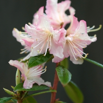 Rhododendron x keiskei 'Mary Fleming' (035866)