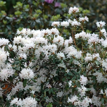 Rhododendron 'Tom Koenig' (035868)