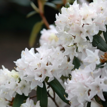 Rhododendron 'Tom Koenig' (035869)