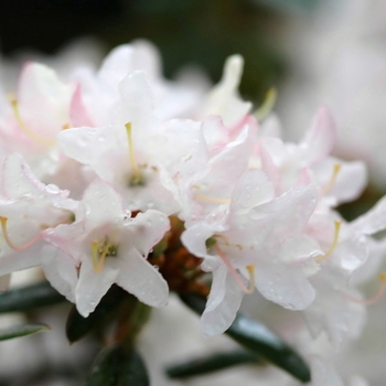 Rhododendron 'Tom Koenig' (035870)