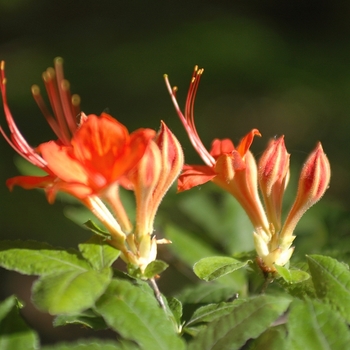 Rhododendron bakeri '' (035873)