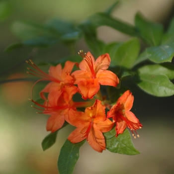 Rhododendron bakeri '' (035874)