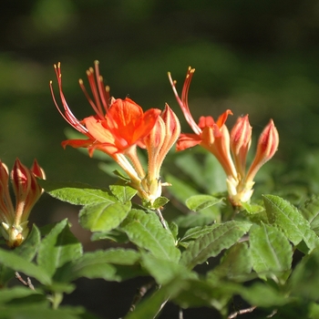 Rhododendron bakeri '' (035875)