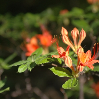 Rhododendron bakeri '' (035876)