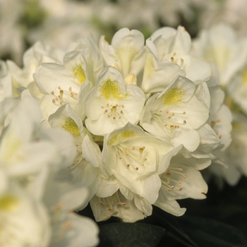 Rhododendron 'Chionoides' (035878)