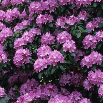 Rhododendron 'Roseum Elegans' (035885)