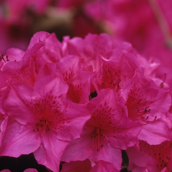 Rhododendron Gable hybrid 'Boudoir' (035906)