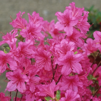 Rhododendron Gable hybrid 'Boudoir' (035907)