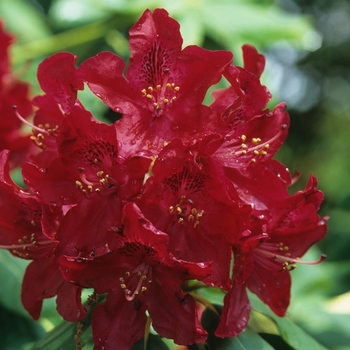 Rhododendron 'Burma' (035909)