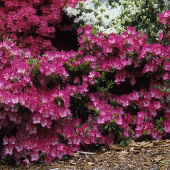 Rhododendron 'Carrie Amanda' (035910)
