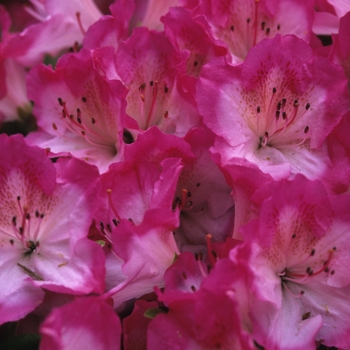 Rhododendron 'Carrie Amanda' (035911)