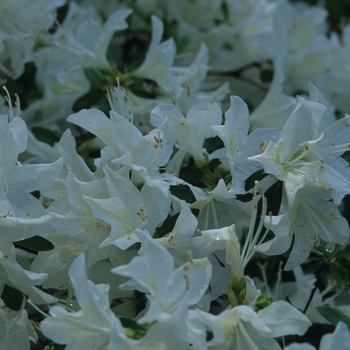 Rhododendron Glenn Dale hybrid 'Cascade' (035913)