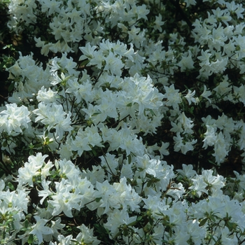 Rhododendron Glenn Dale hybrid 'Cascade' (035914)