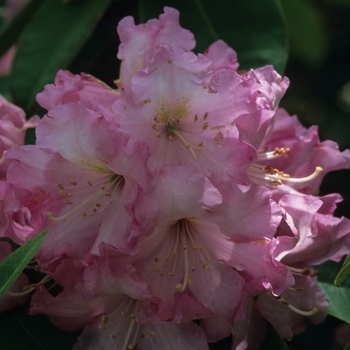 Rhododendron Dexter hybrid 'Appleblossom' (035919)