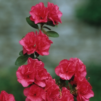 Rhododendron Girard hybrid 'Girard's Christina' (035928)