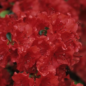 Rhododendron Girard hybrid 'Girard Scarlet' (035932)